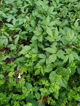 Image of Cardamine quinquefolia (M. Bieb.) Schmalh.