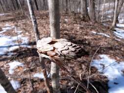 Image of Tulip Trees