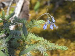 Image of Alaska tall bluebells
