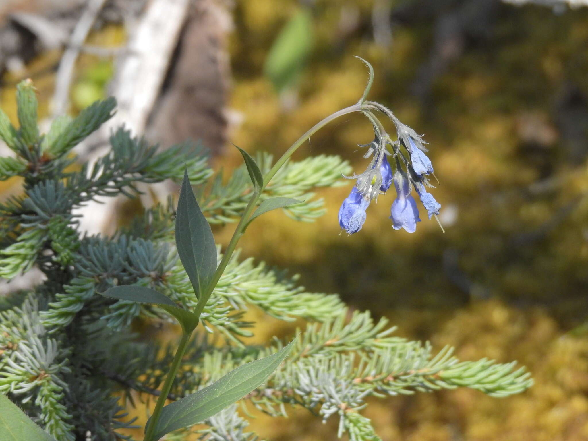 Image of Alaska tall bluebells