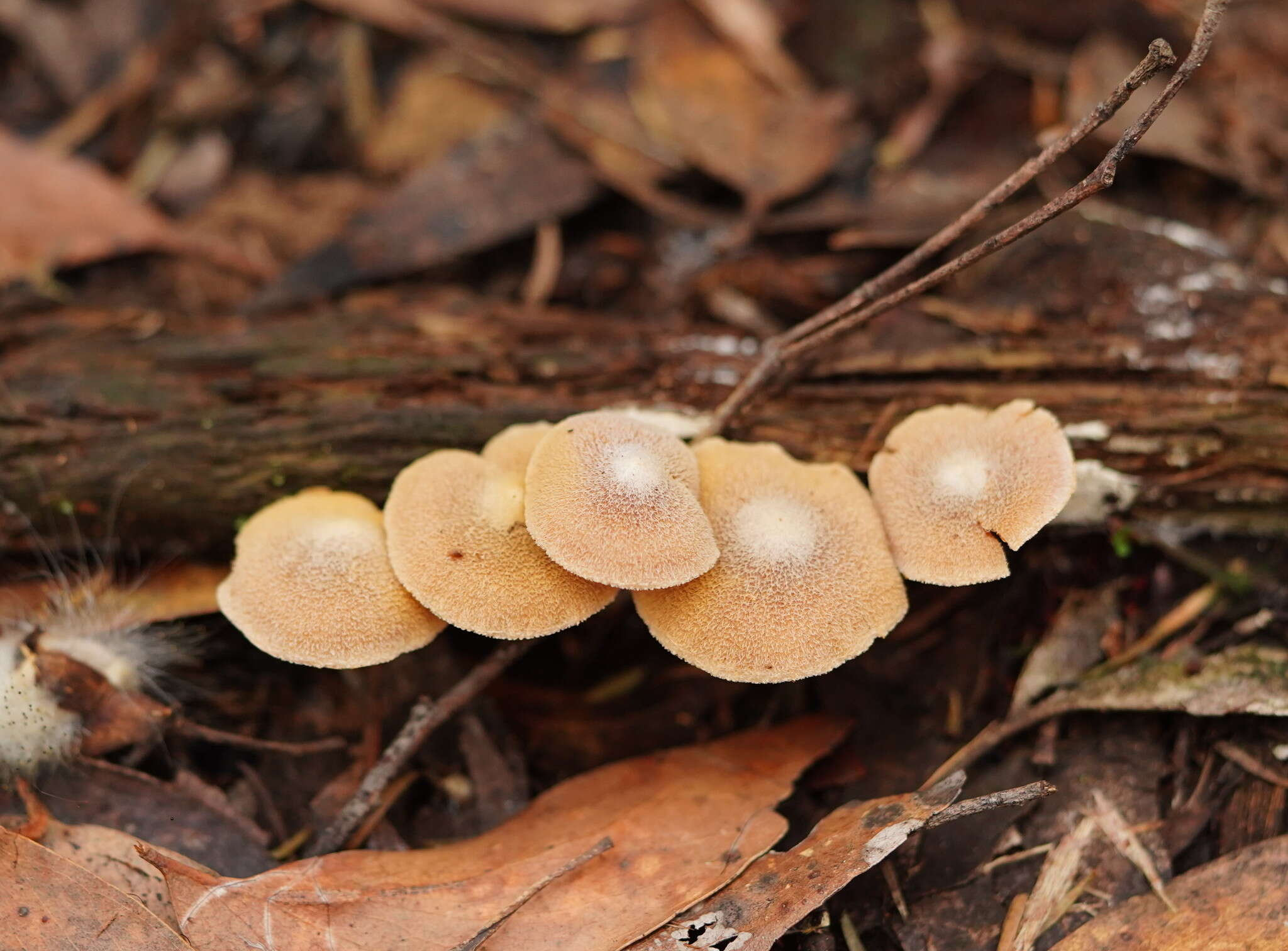 Imagem de Inocybe austrofibrillosa Grgur. 2002