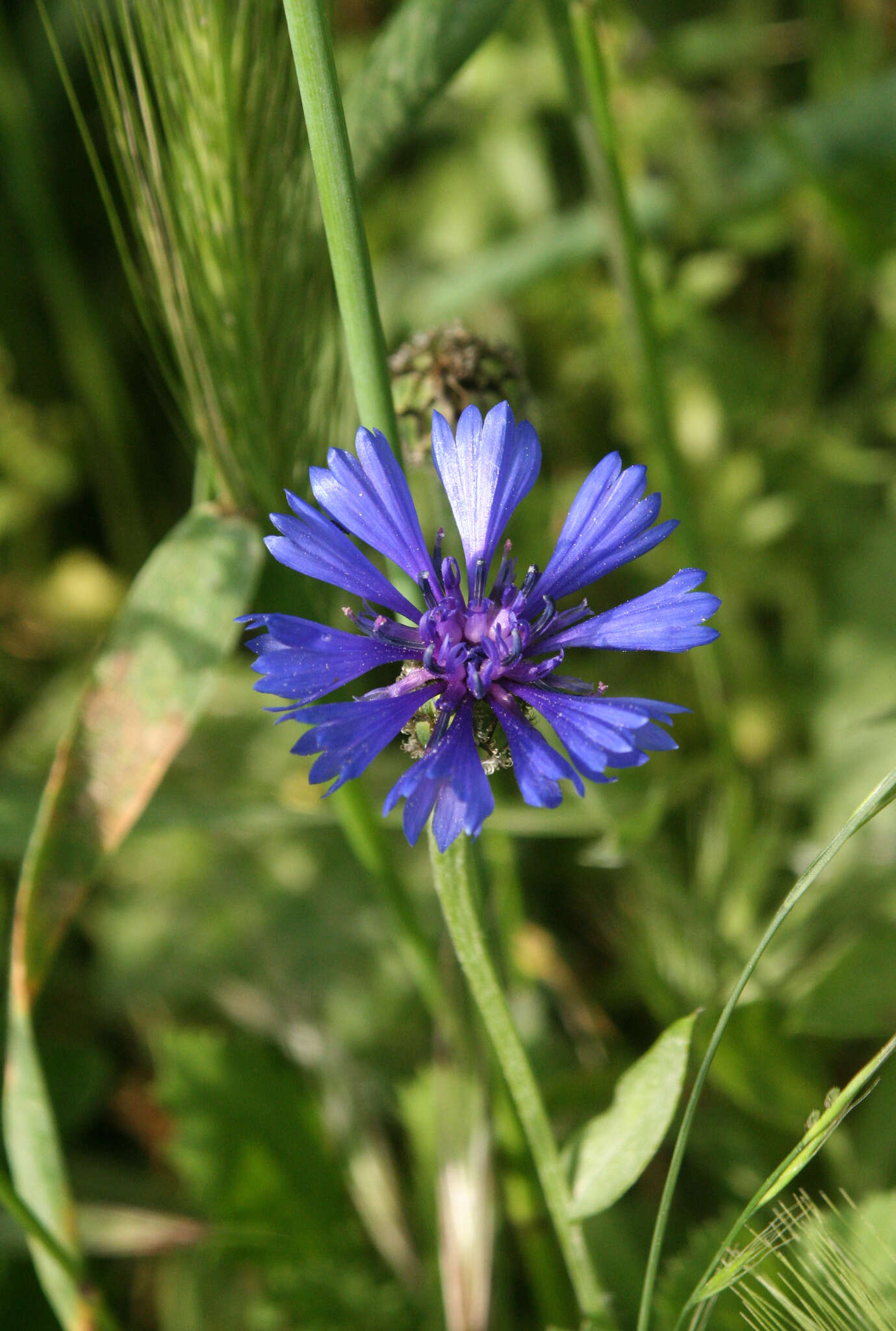 Image of Centaurea cyanoides Berggren & Wahlenb.