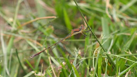 صورة Lestes unguiculatus Hagen 1861