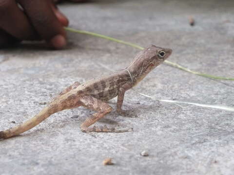 Слика од Anolis lineatopus Gray 1840