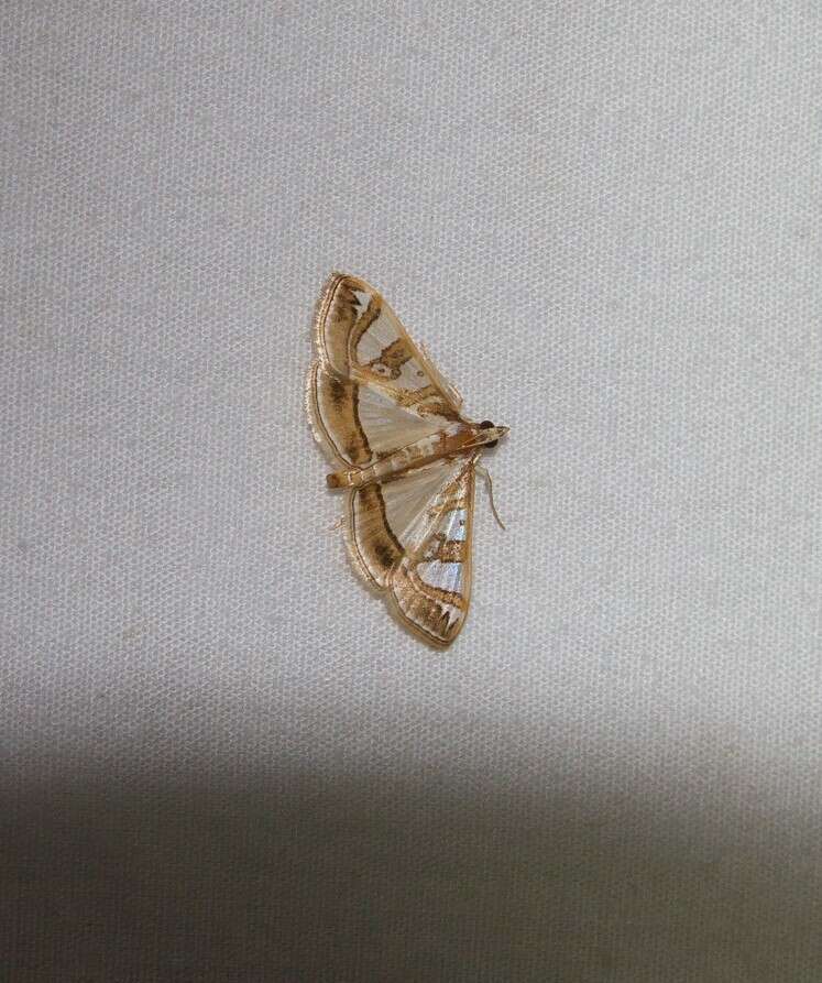 Image of Moth