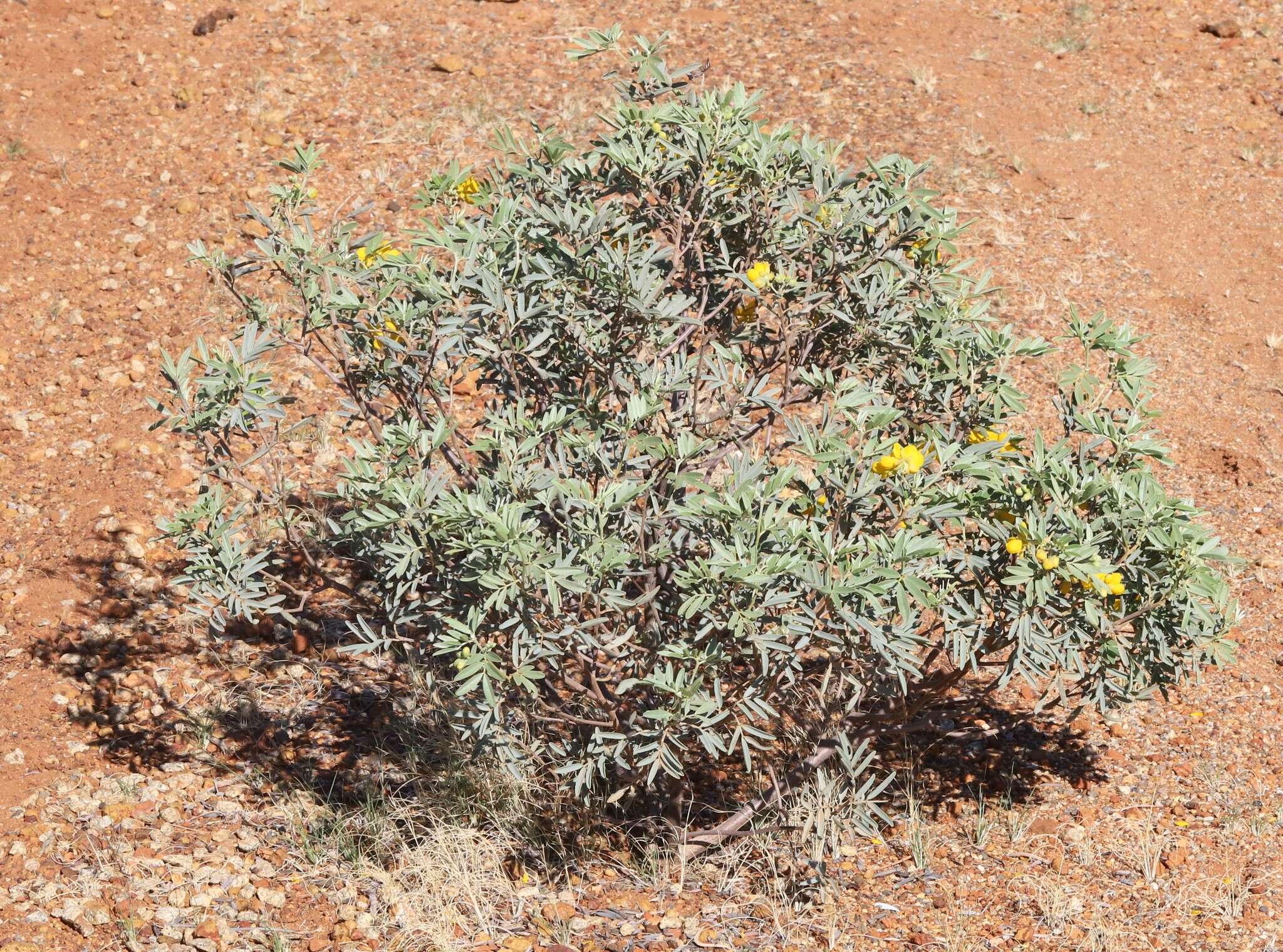 Plancia ëd Senna glutinosa subsp. pruinosa