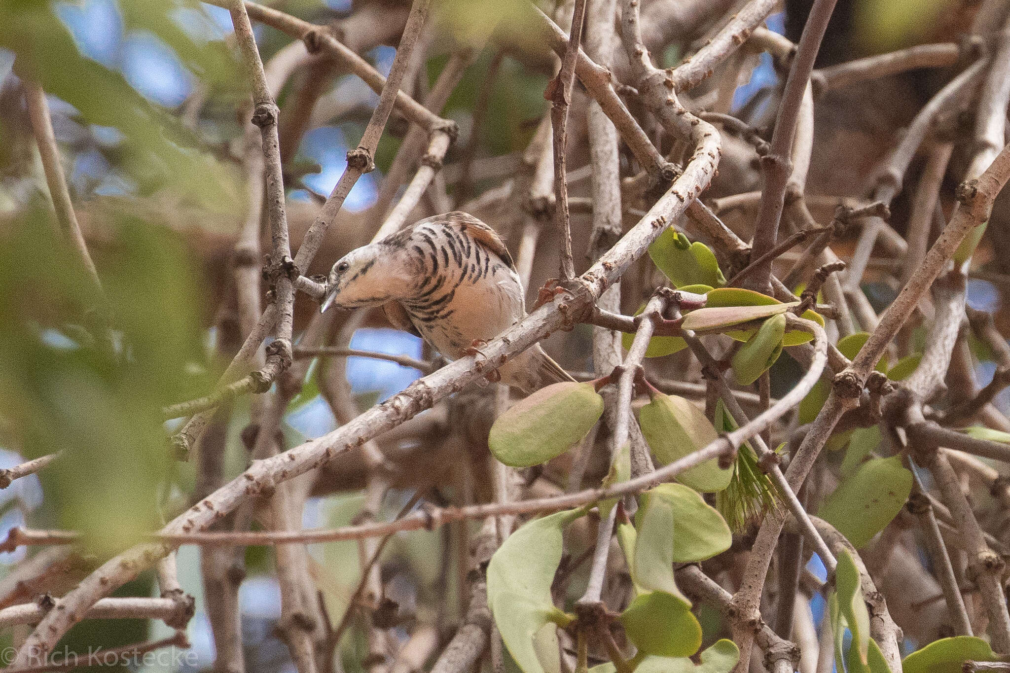 Image of Bar-breasted Honeyeater