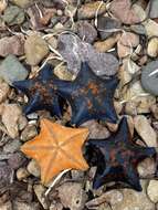 Image of Blue bat star