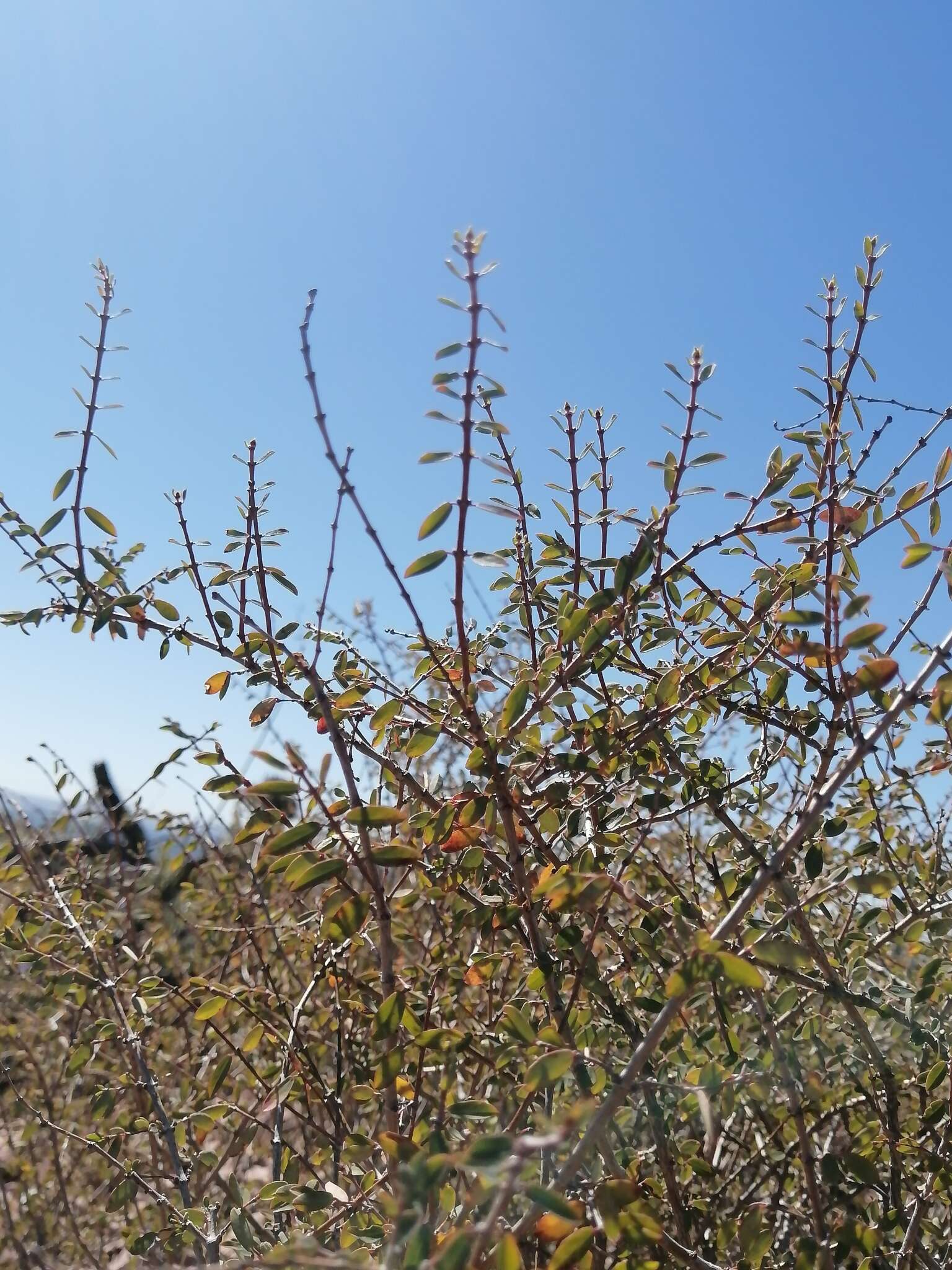 Plancia ëd Euphorbia magdalenae Benth.