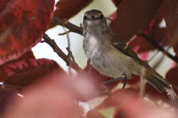 Слика од Vireo griseus bermudianus Bangs & Bradlee 1901