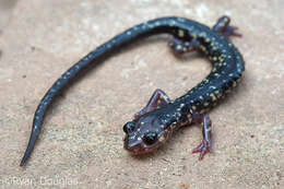 Image of White-spotted Salamander