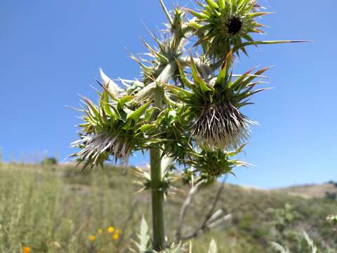 Image of Mt. Hamilton thistle