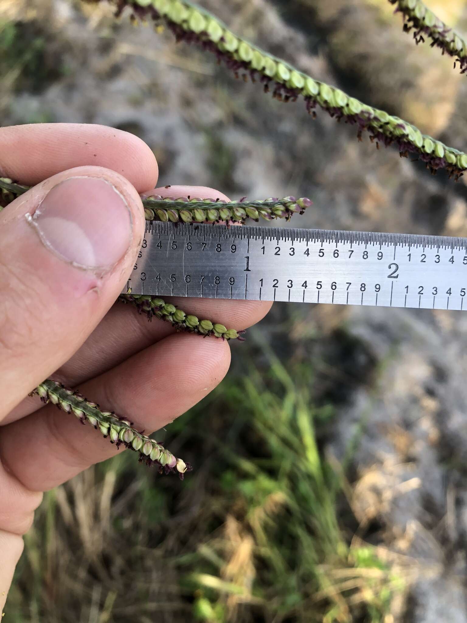 Image of Slender Ditch Crown Grass