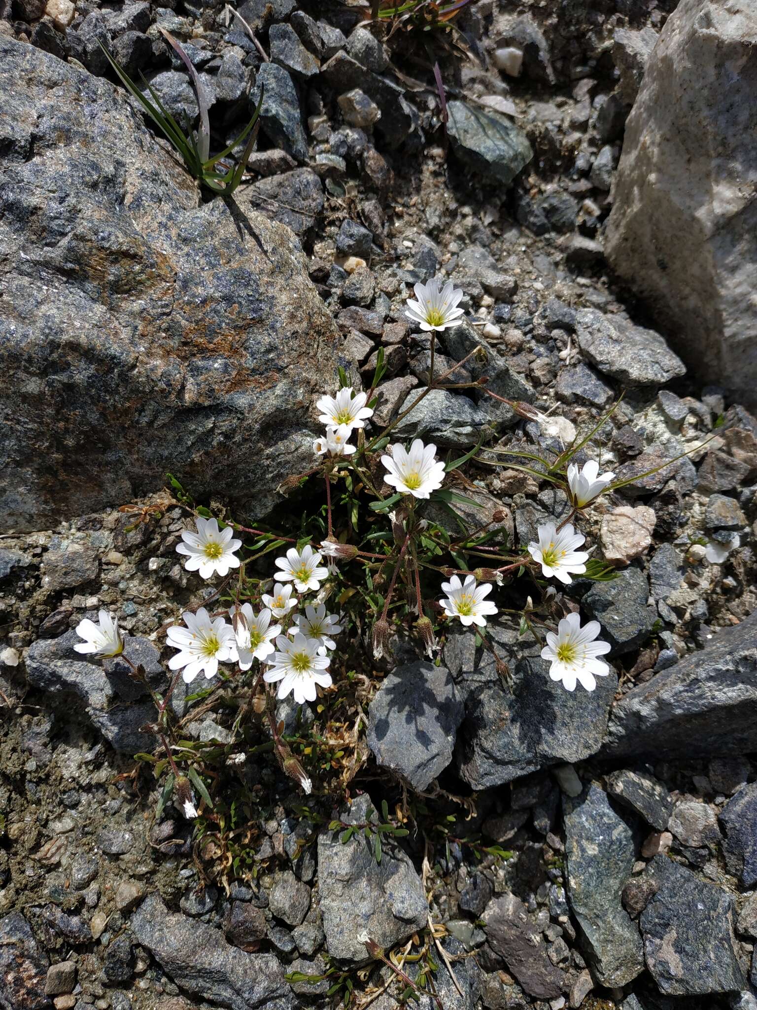 Plancia ëd Cerastium cerastoides (L.) Britton