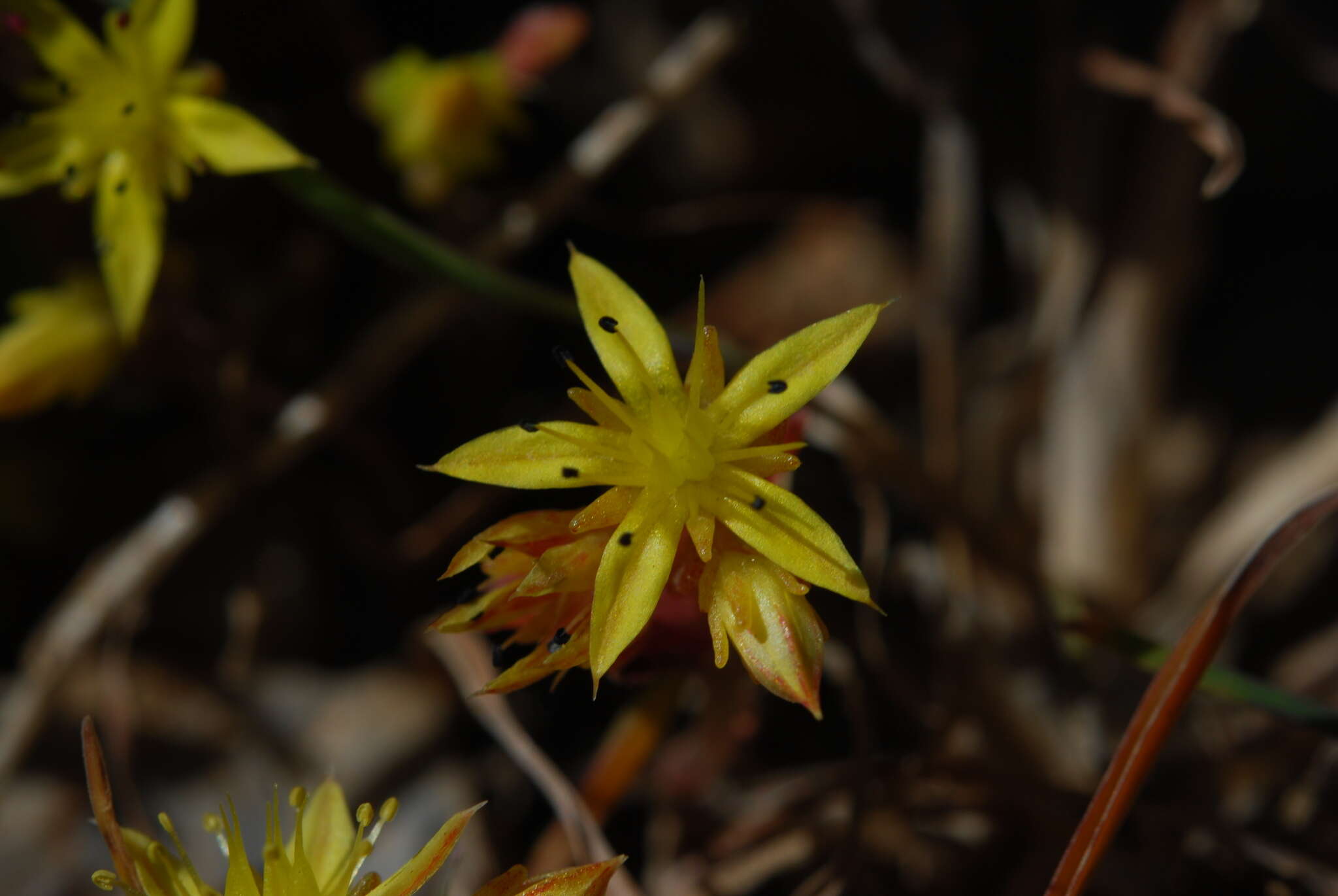 Image of Sedum praesidis H. Runemark & W. Greuter