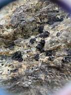 Image of sarchgyne lichen