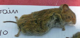 Image of Heather vole