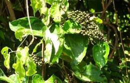 Cissus verticillata (L.) Nicolson & C. E. Jarvis resmi