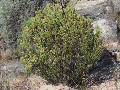 Image of Passerina truncata (Meissn.) Bredenk. & A. E. van Wyk