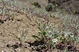 Image of Idria buckwheat