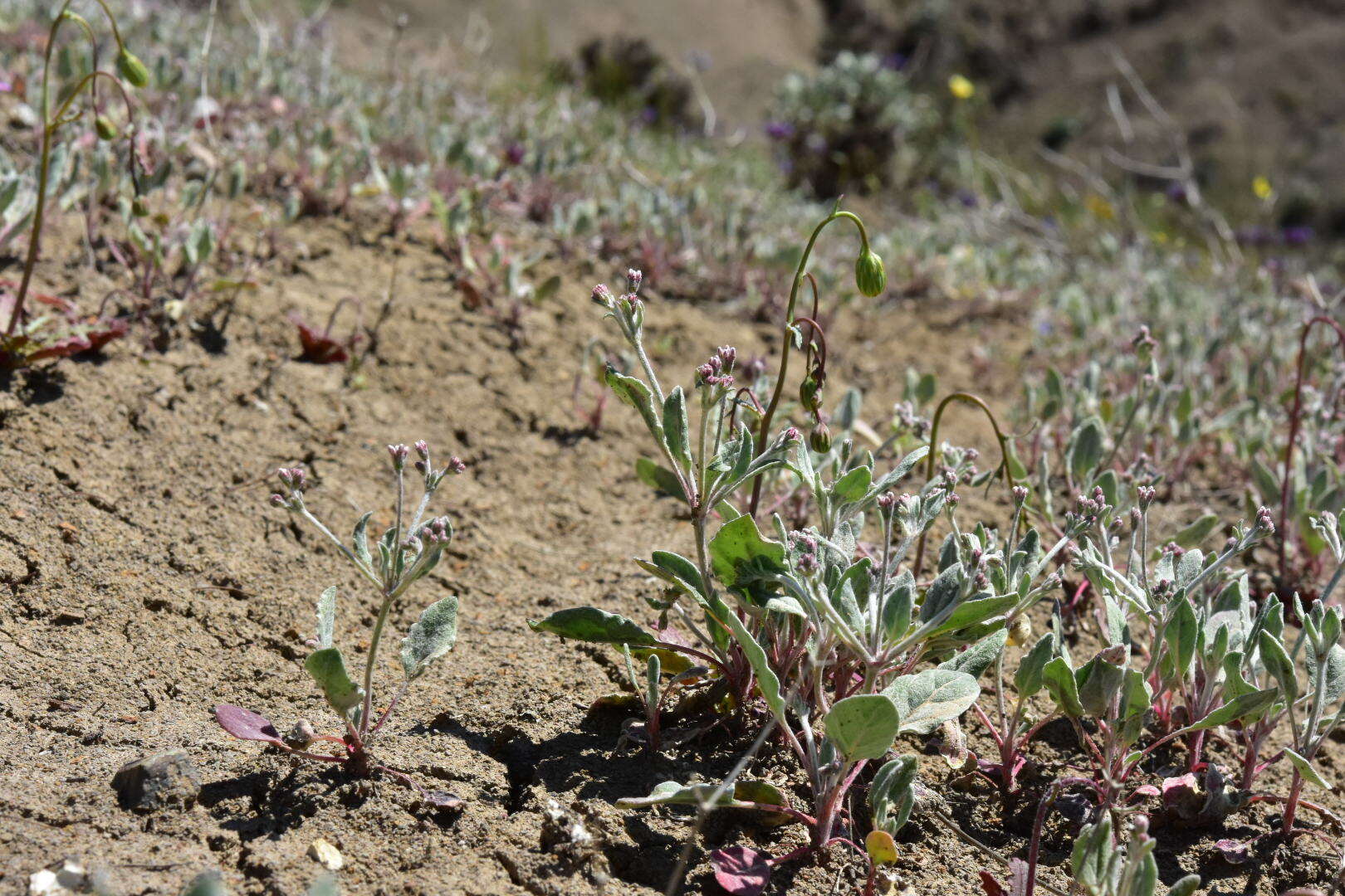 Image de Eriogonum vestitum Howell