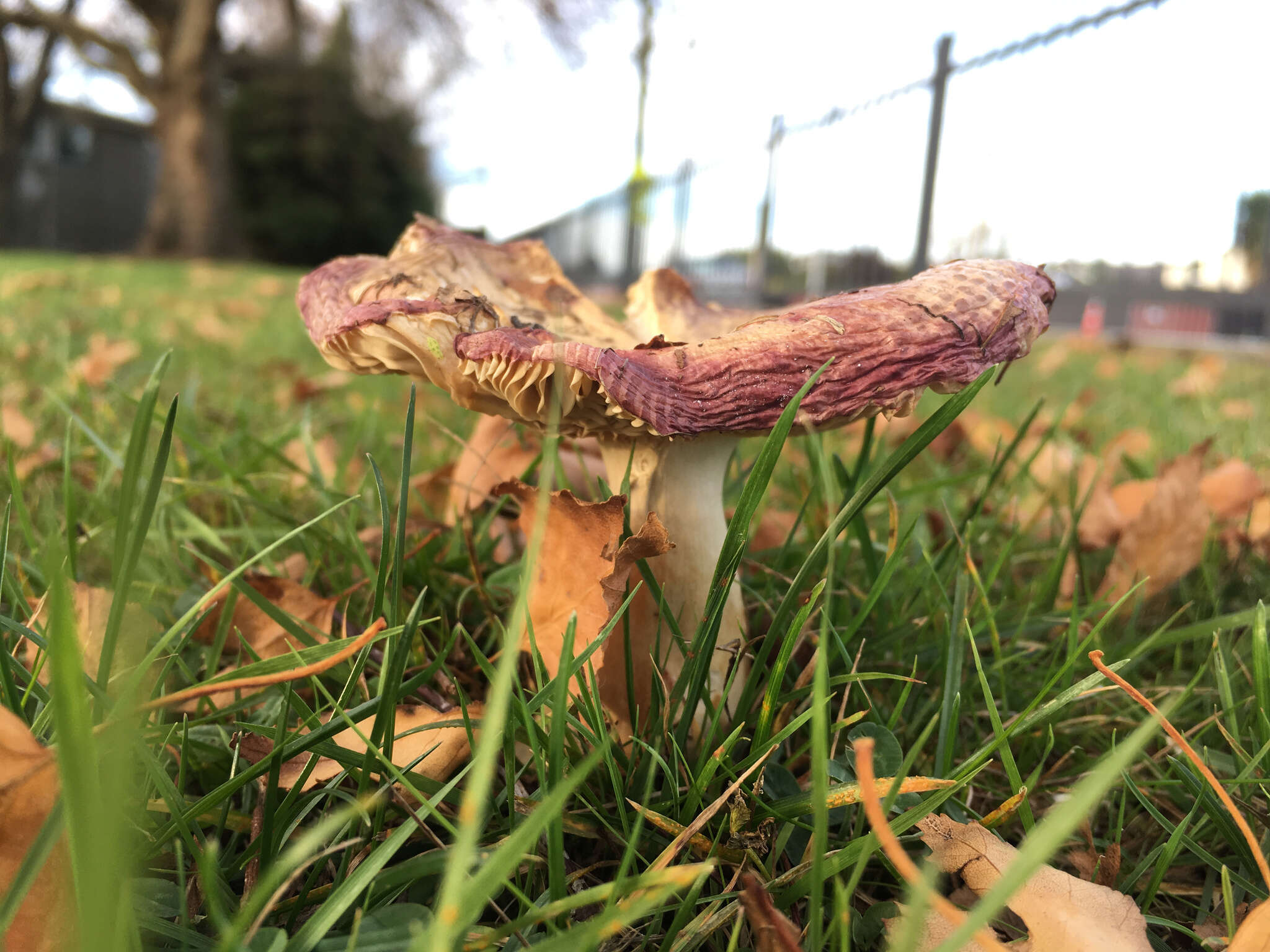 Image of Russula nitida (Pers.) Fr. 1838