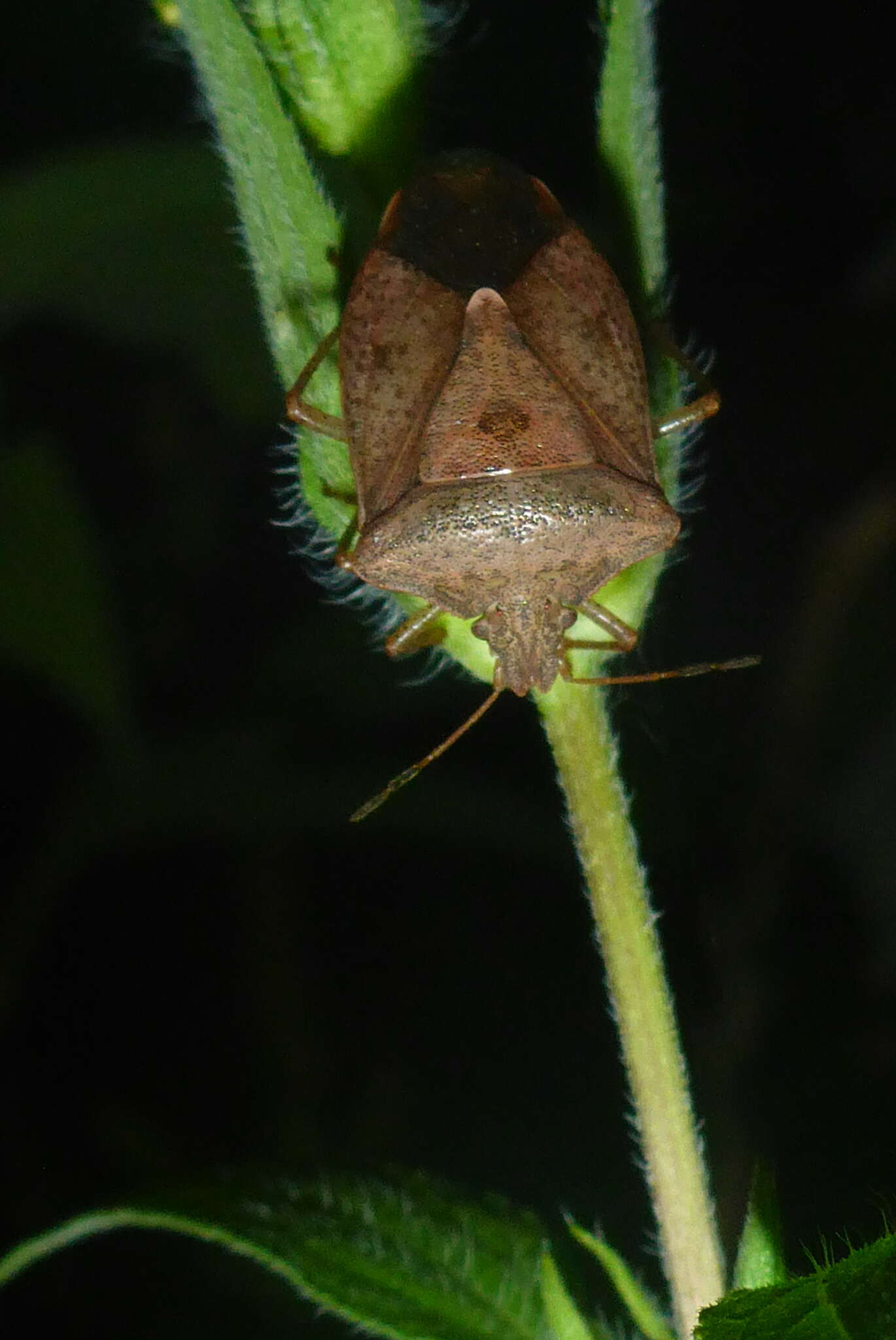 Image of One Spotted Stink Bug