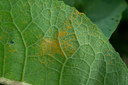 Image of <i>Coleosporium inulae</i>