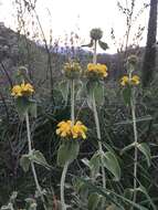 Image of shrubby Jerusalem sage