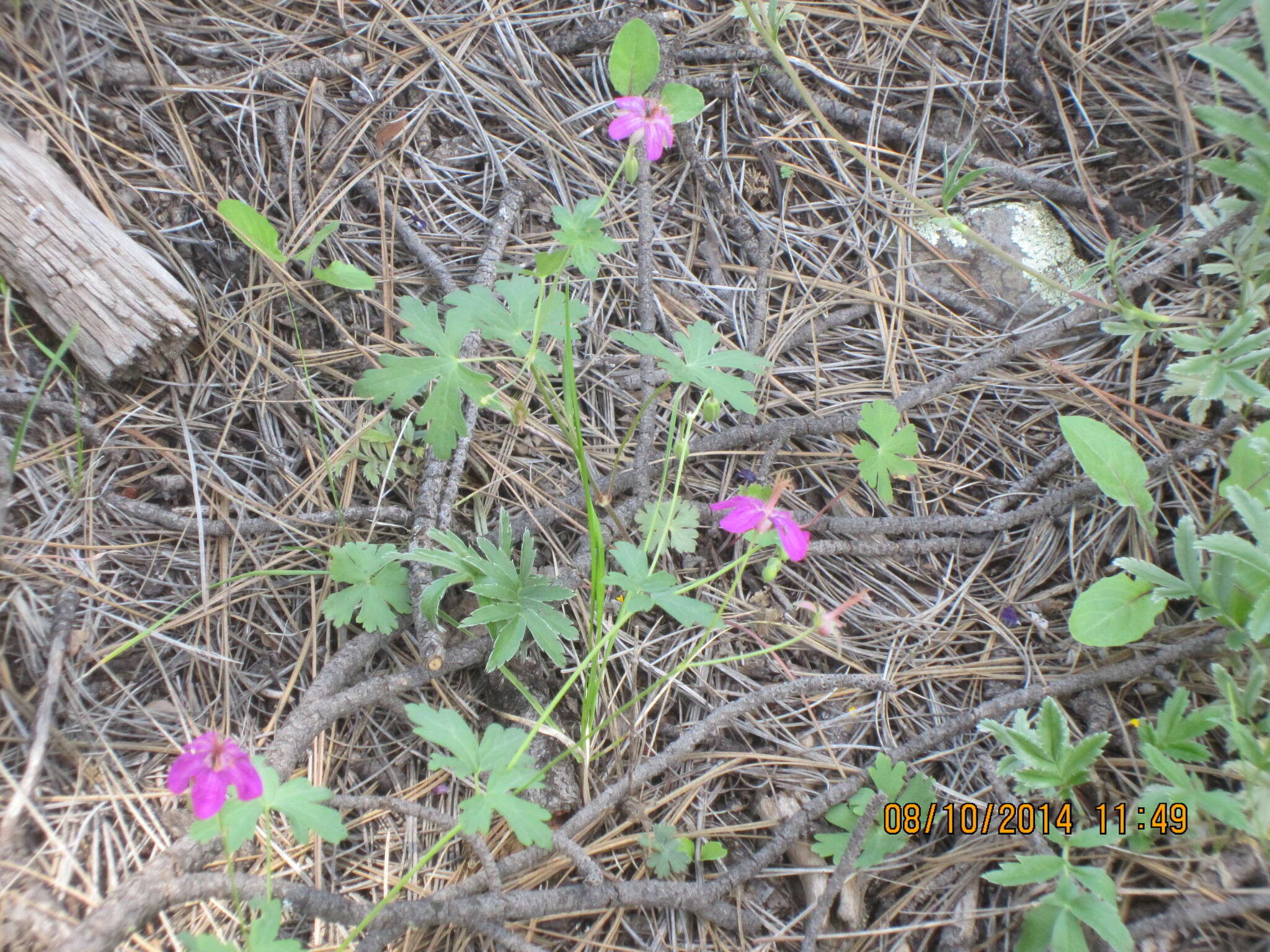 Image of pineywoods geranium