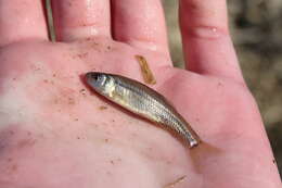 Image of Fathead Minnow