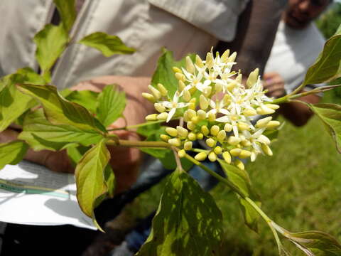 Image of bloodtwig dogwood