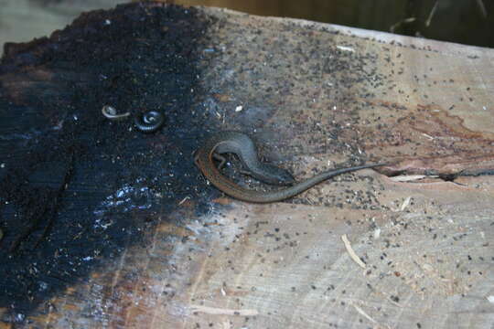 Image of Southern Weasel Skink