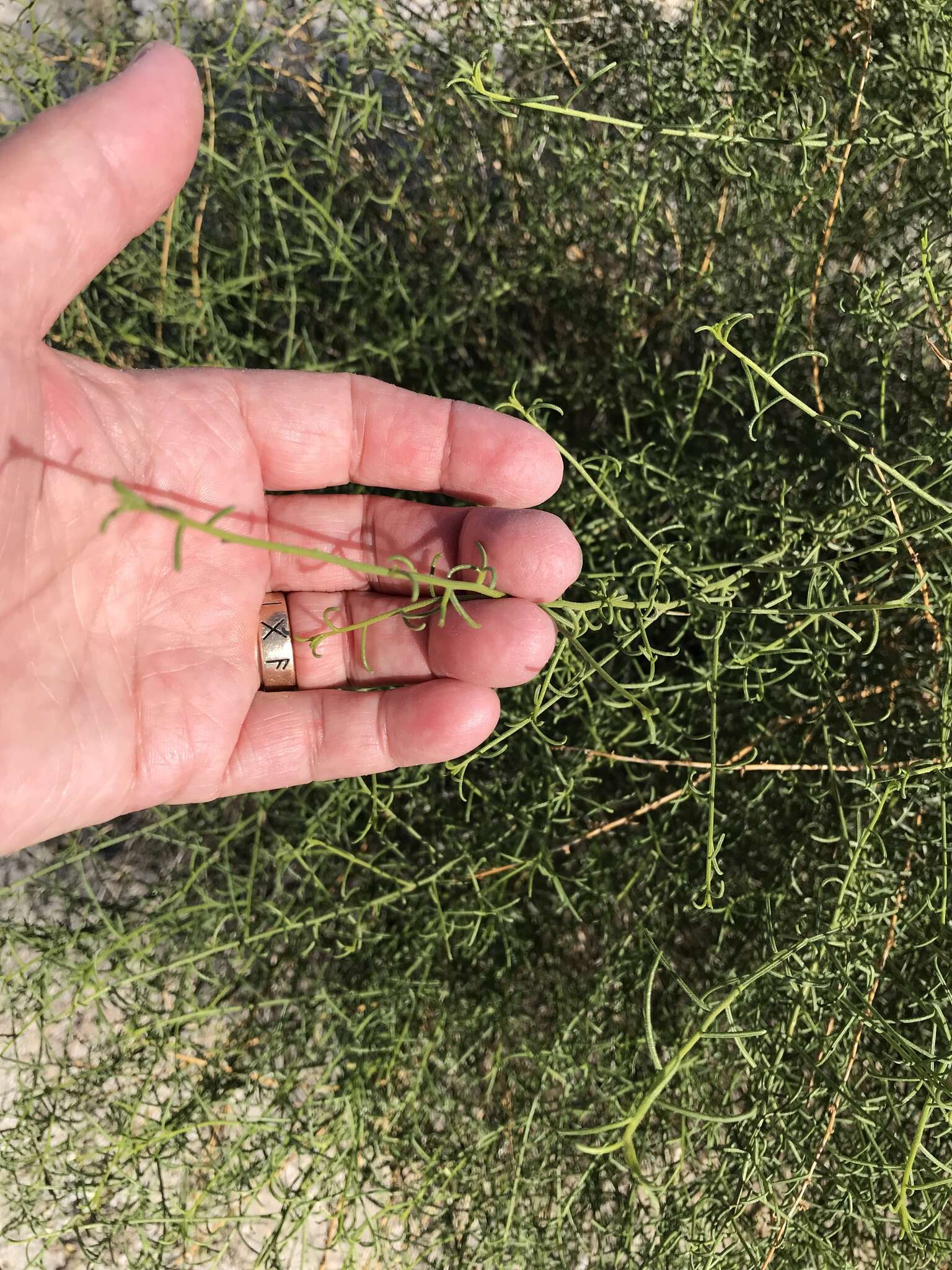 Image of Ambrosia salsola var. salsola