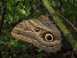 Image of Caligo illioneus oberon Butler 1870