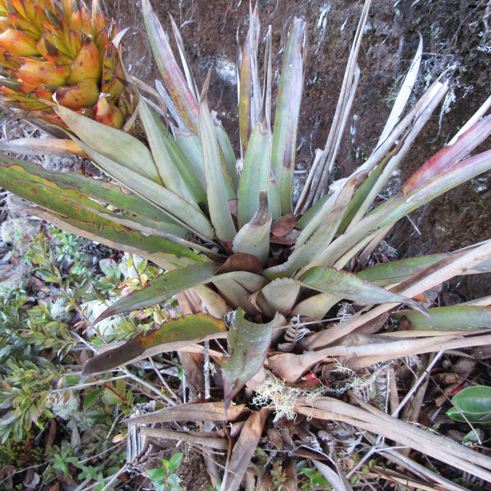 Tillandsia turneri Baker resmi