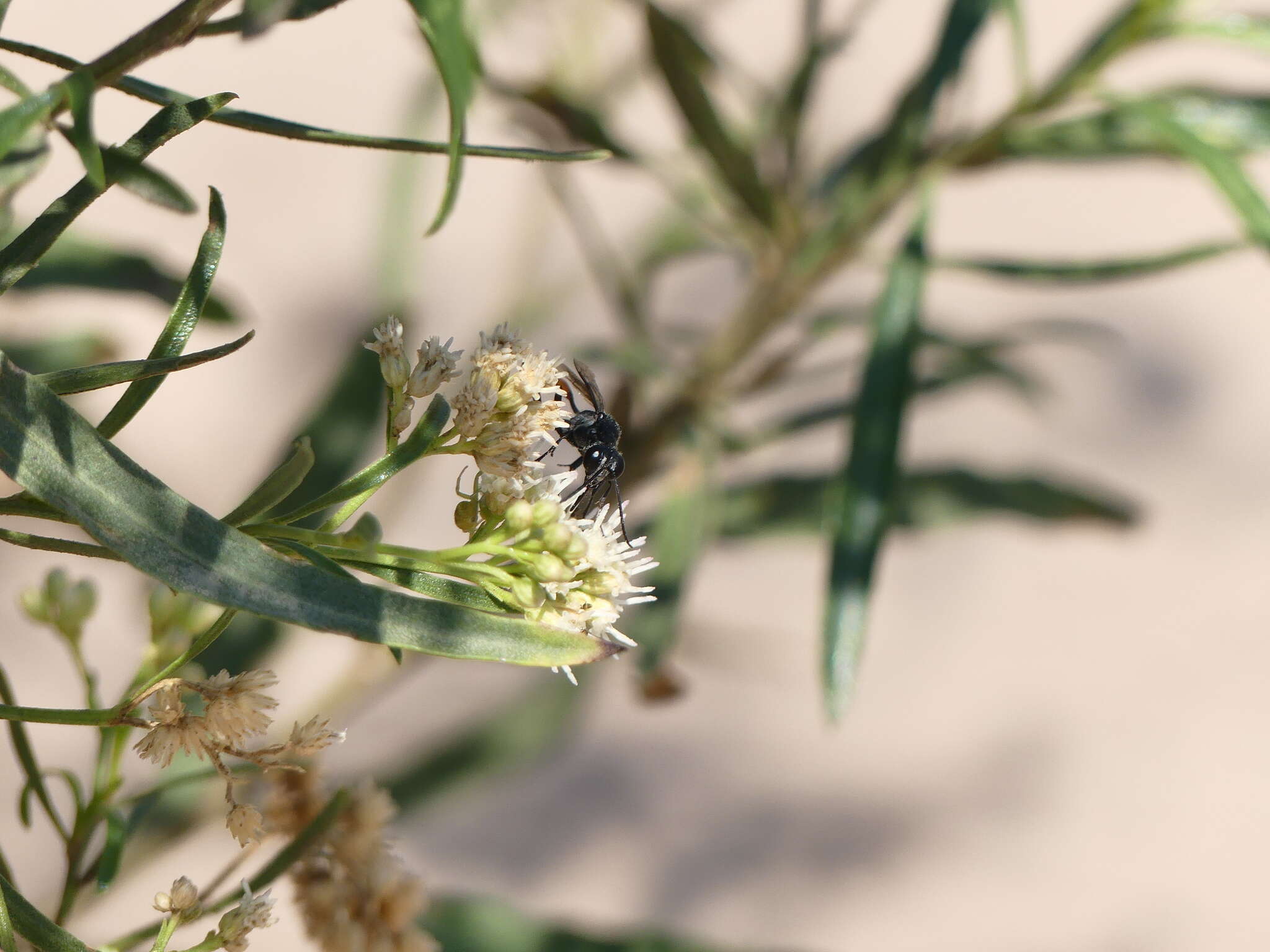 Image de Ammophila gracilis Lepeletier de Saint Fargeau 1845