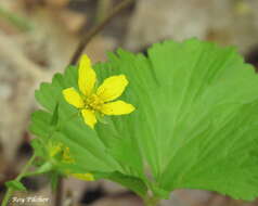 Слика од Geum fragarioides (Michx.) Smedmark