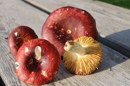 Image de Russula badia Quél. 1881