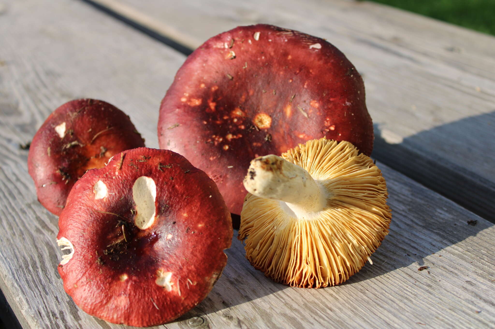 Image de Russula badia Quél. 1881