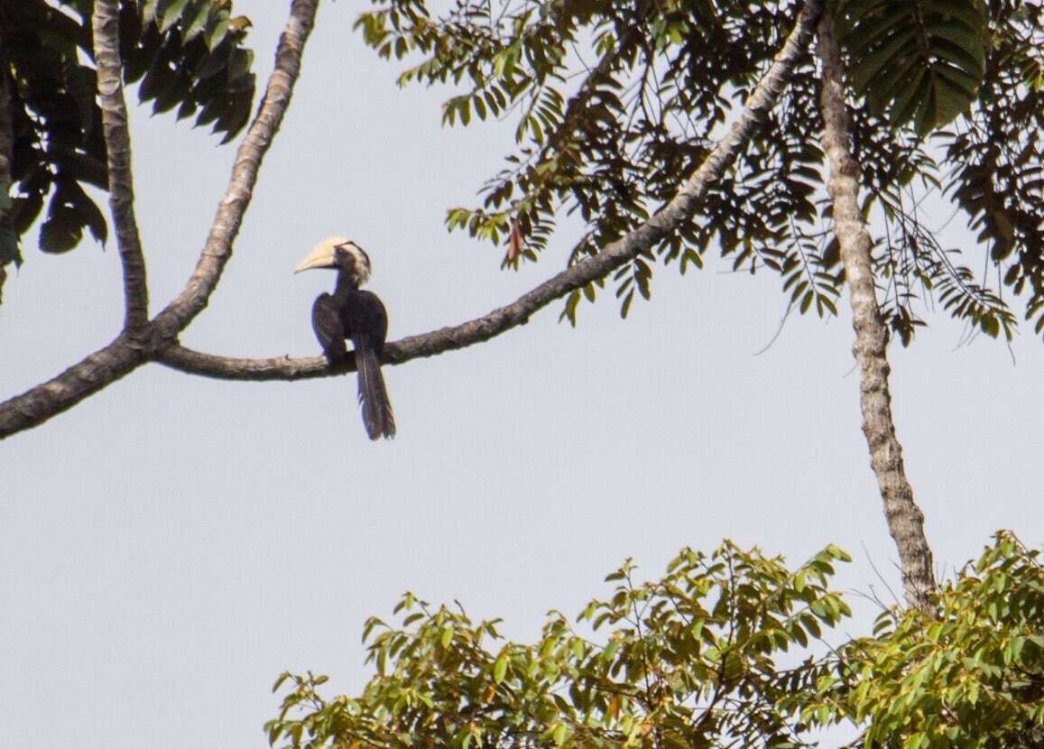 Image of Black Hornbill