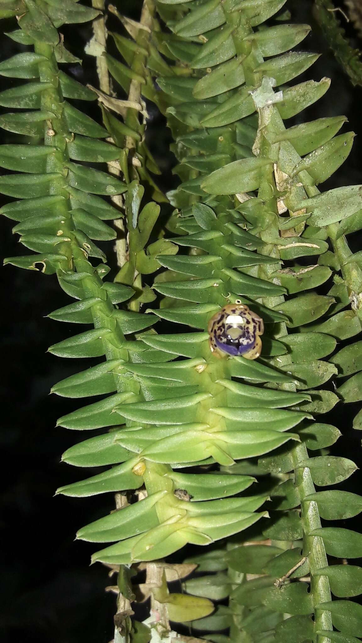 Dichaea pendula (Aubl.) Cogn.的圖片