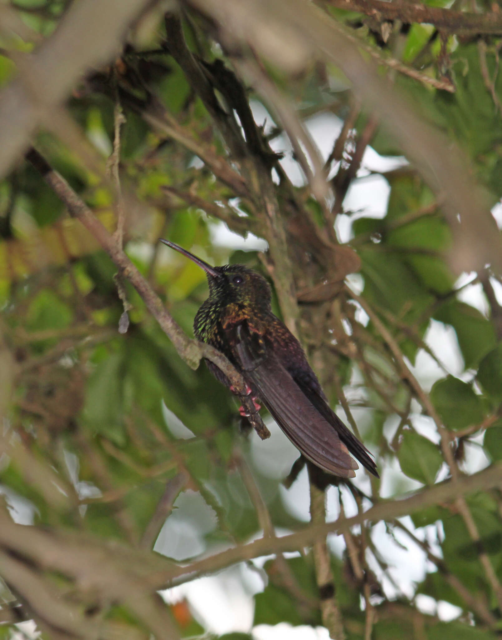 Image of Bronze-tailed Plumeleteer