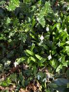 Image de Galanthus woronowii Losinsk.