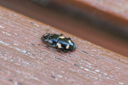 Image of Four-spotted Sap Beetle