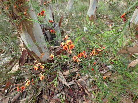 Image of <i>Daviesia ulicifolia</i> subsp. <i>incarnata</i>