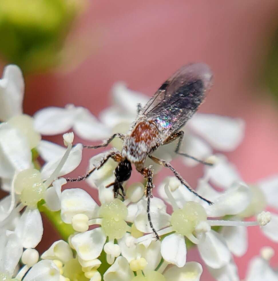 Image of Dilophus strigilatus McAtee 1922