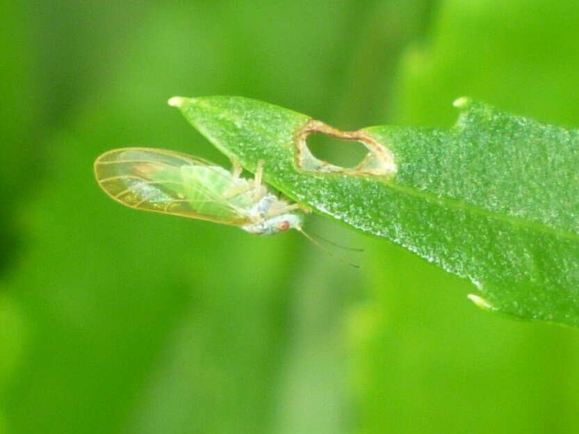 Image of Boxwood Psyllid