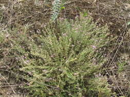 Image of Thymus pallasianus Heinr. Braun