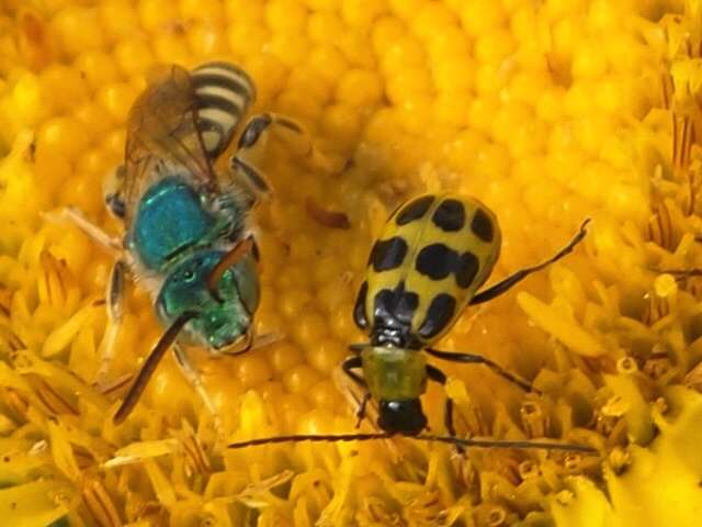 Image of Texas Agapostemon